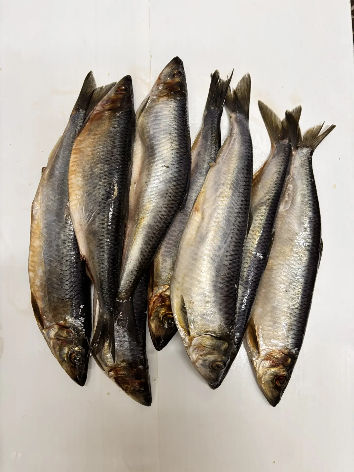 Сельдь олюторская 400-500 2L с/в